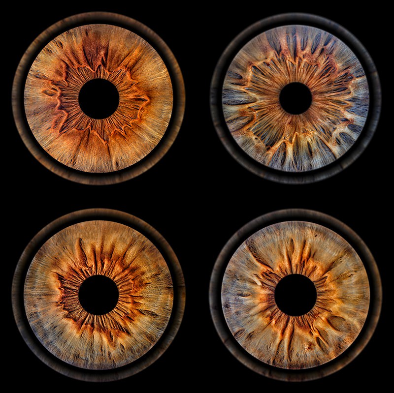 Tetra-Box_Φωτογράφιση ίριδας, Iris Photography, Iris Project, Giannis Michis Photography